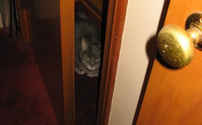 Clyde in the Office Closet