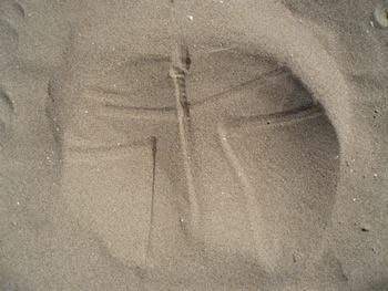 Butt prints in the sand ...