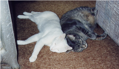1996 - Clyde and Mohawk Napping