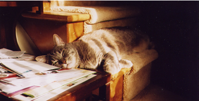 Clyde on the mail table