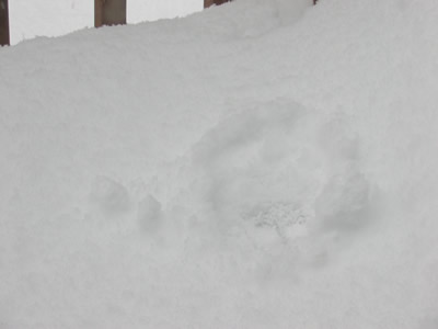 Squirrel Buried in Snow