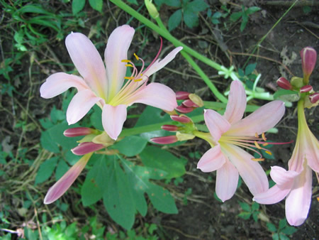 102-trailflowers