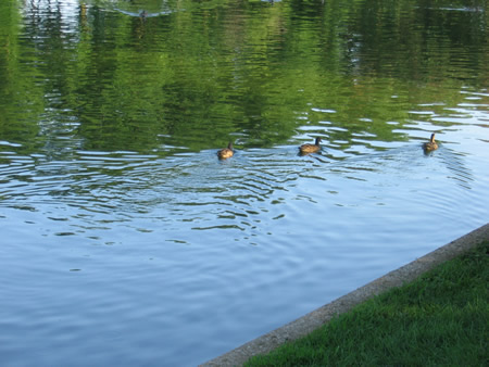169-ducks.jpg