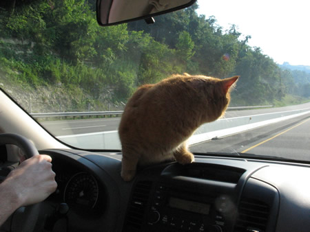 17-cinnamon-on-dash