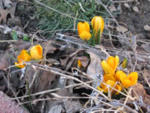 First Signs of Spring!