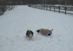 2013 Missouri Trip: Day 3: Dog Park, Packing, and More