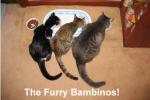 The Ad-dressing of the Cats
