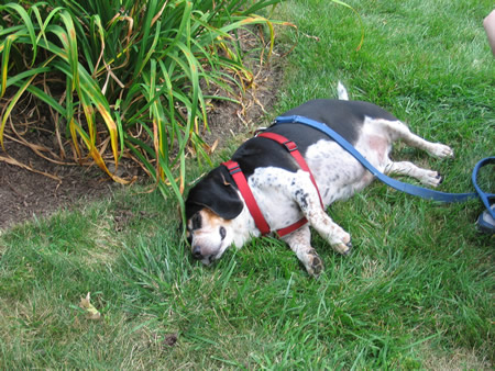07-bruiser-sleeping